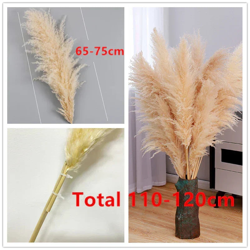 Herbe de Pampa Séchée Boho pour Décoration Intérieure