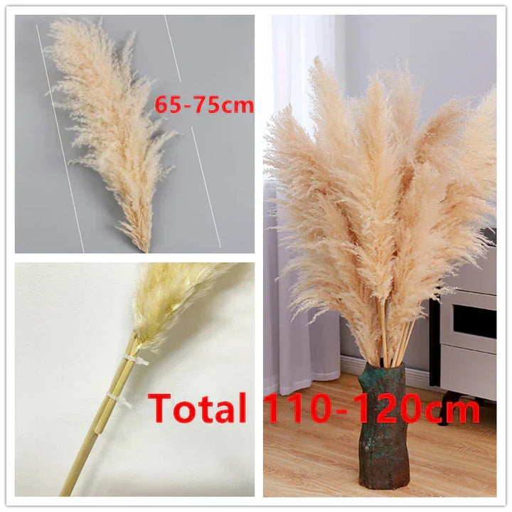 Herbe de Pampa Séchée Boho pour Décoration Intérieure