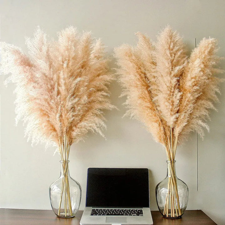 Herbe de Pampa Séchée Boho pour Décoration Intérieure