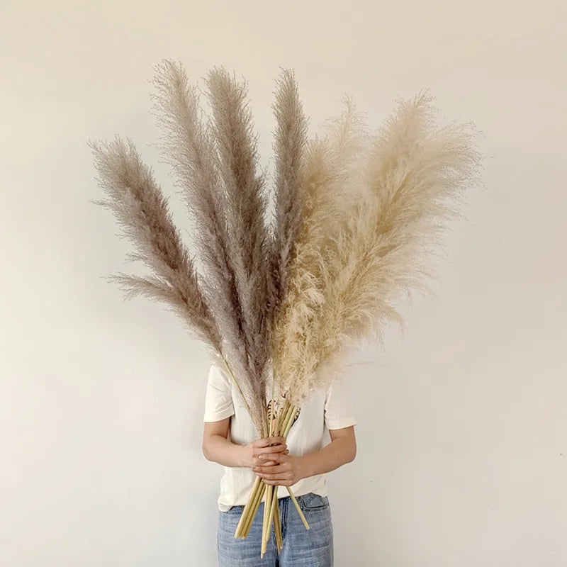 Herbe de Pampa Séchée Boho pour Décoration Intérieure