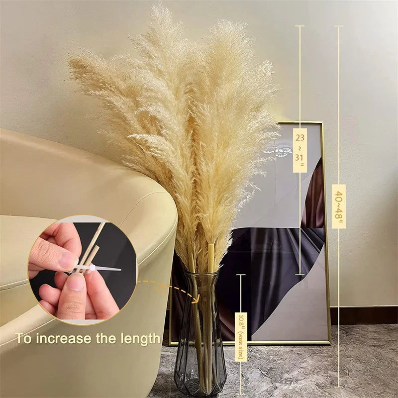 Herbe de Pampa Séchée Boho pour Décoration Intérieure