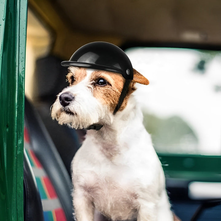 Casque de Moto et Lunettes pour Chiens pour une Conduite en Toute Sécurité
