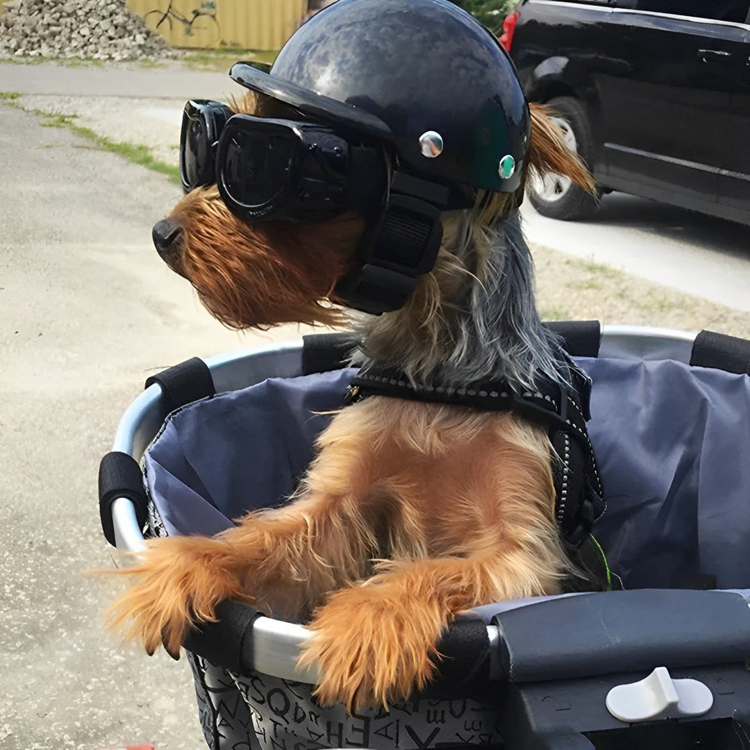 Casque de Moto et Lunettes pour Chiens pour une Conduite en Toute Sécurité