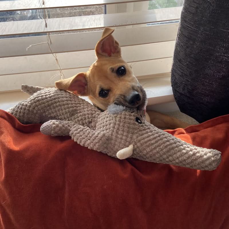Jouet à mâcher durable pour chiens actifs - Parfait pour le divertissement