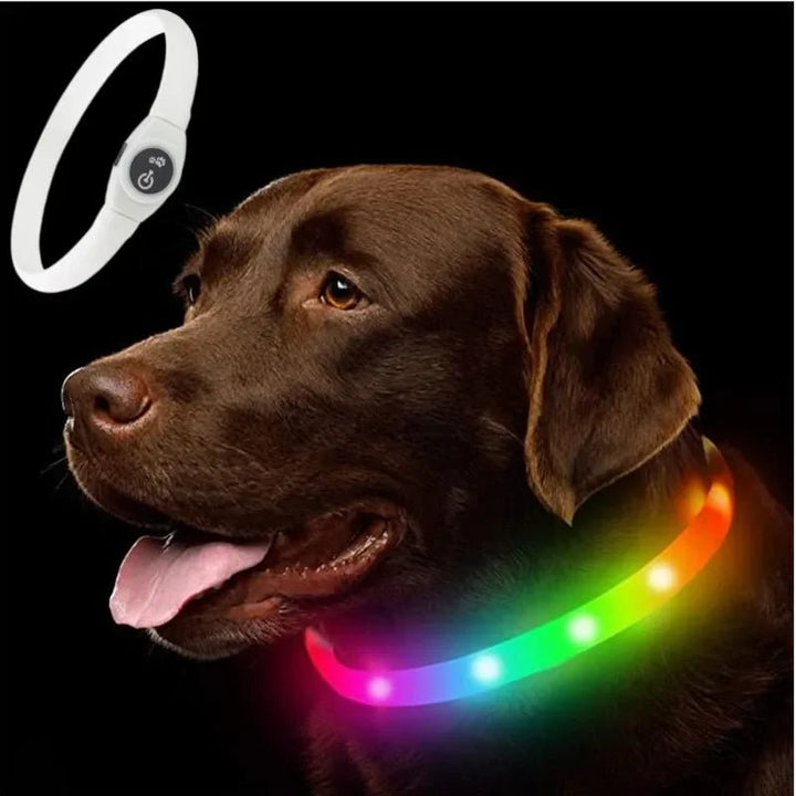 Collier LED pour Chiens pour des Promenades Nocturnes Sûres
