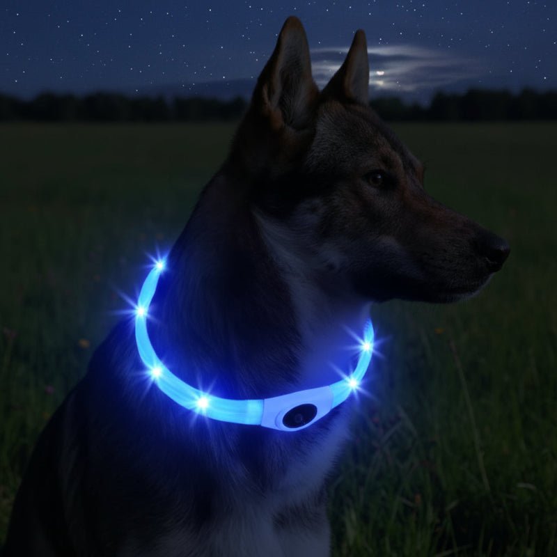 Collier LED pour Chiens pour des Promenades Nocturnes Sûres