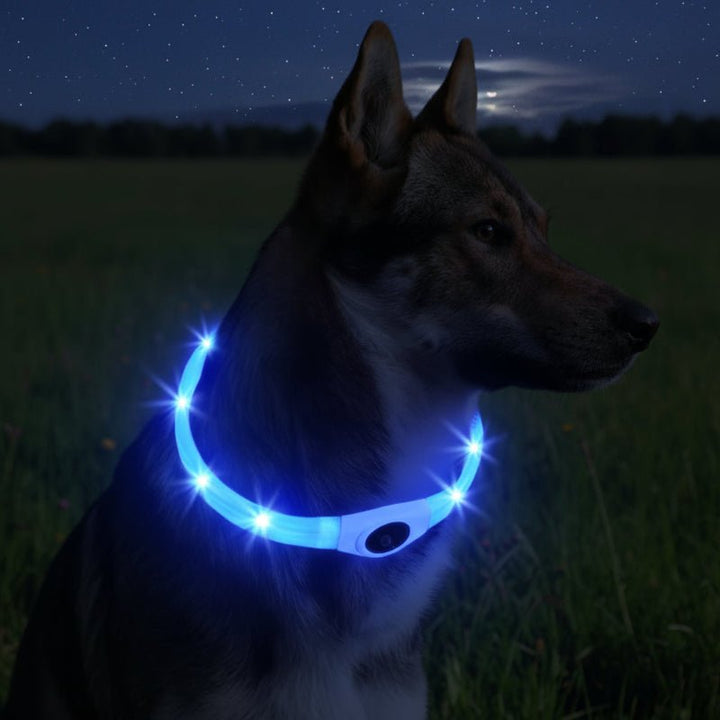 Collier LED pour Chiens pour des Promenades Nocturnes Sûres