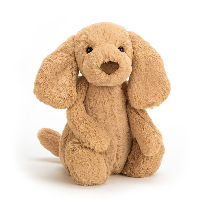 Chiot Toffee Timide