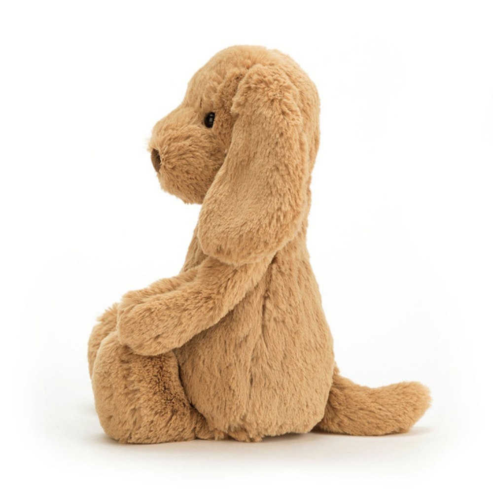 Chiot Toffee Timide