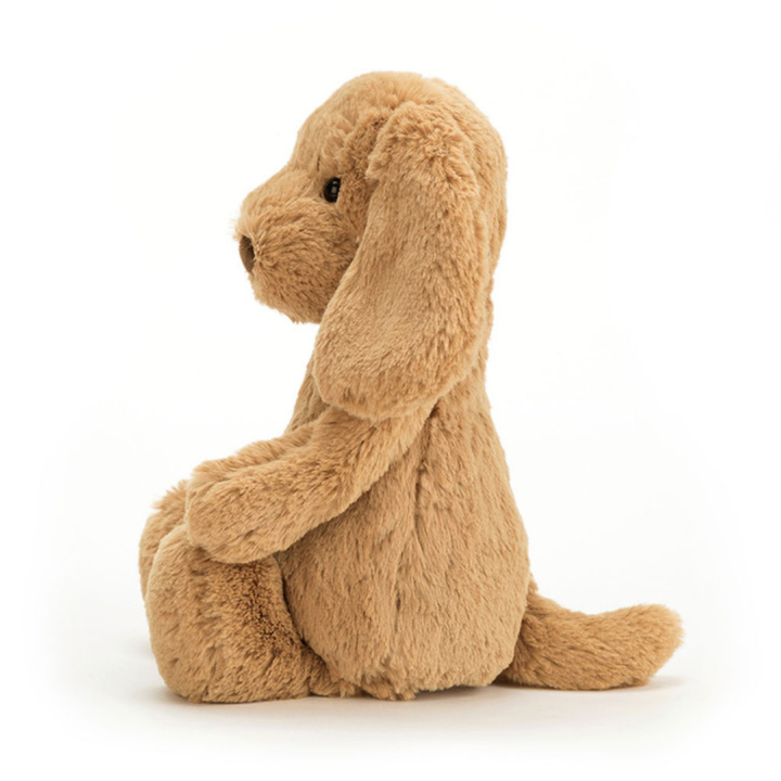 Chiot Toffee Timide