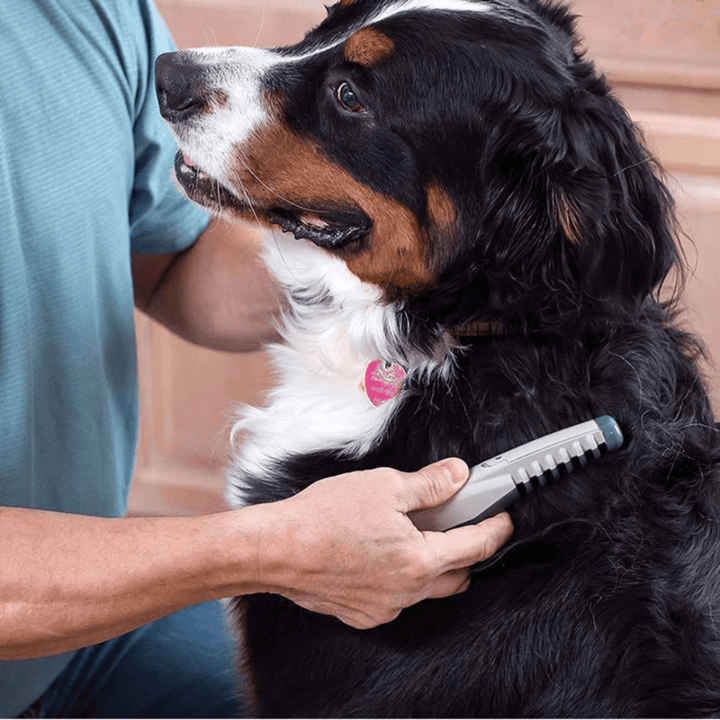 Tondeuse Douce pour Animaux pour Tous les Types de Pelage