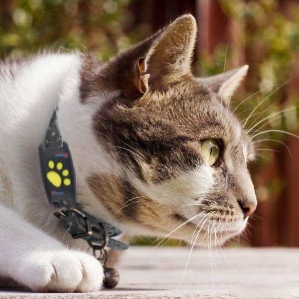 Traceur GPS pour Chats – Suivi de Localisation en Temps Réel Sans Abonnement
