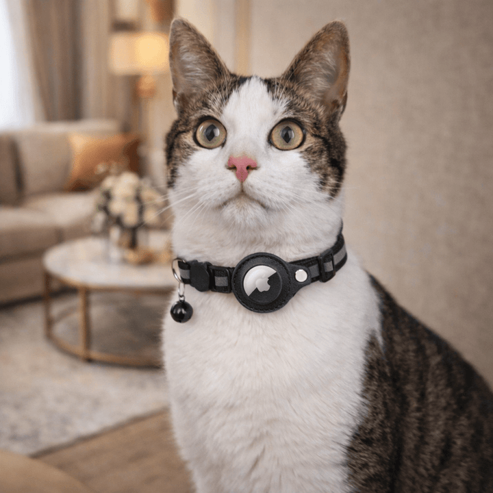 Collier GPS pour la sécurité et la visibilité des chats