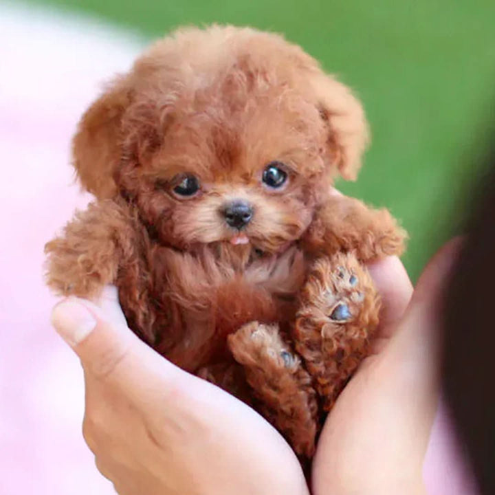 Chien en Peluche Mobile pour Enfants - Parfait pour des Moments de Câlins Ludiques