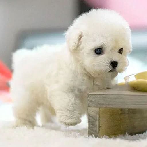 Chien en Peluche Mobile pour Enfants - Parfait pour des Moments de Câlins Ludiques