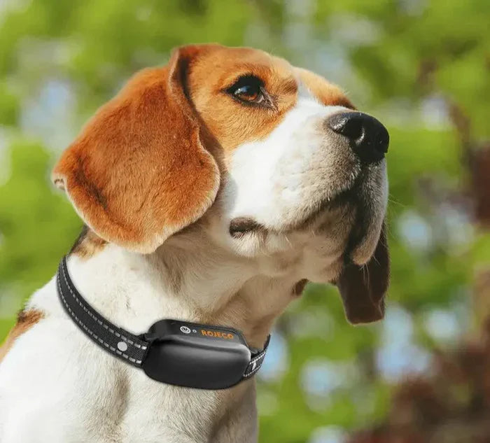 Collier Électrique de Dressage avec Contrôle Précis Jusqu'à 1000 m