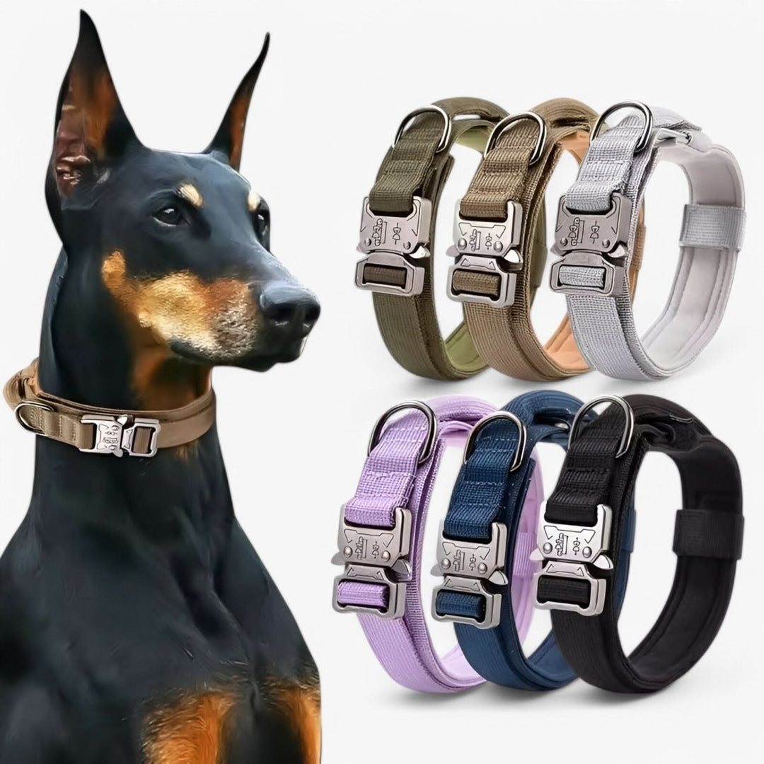 Collier pour Chien Réglable et Durable – Idéal pour l'Entraînement et l'Utilisation Quotidienne