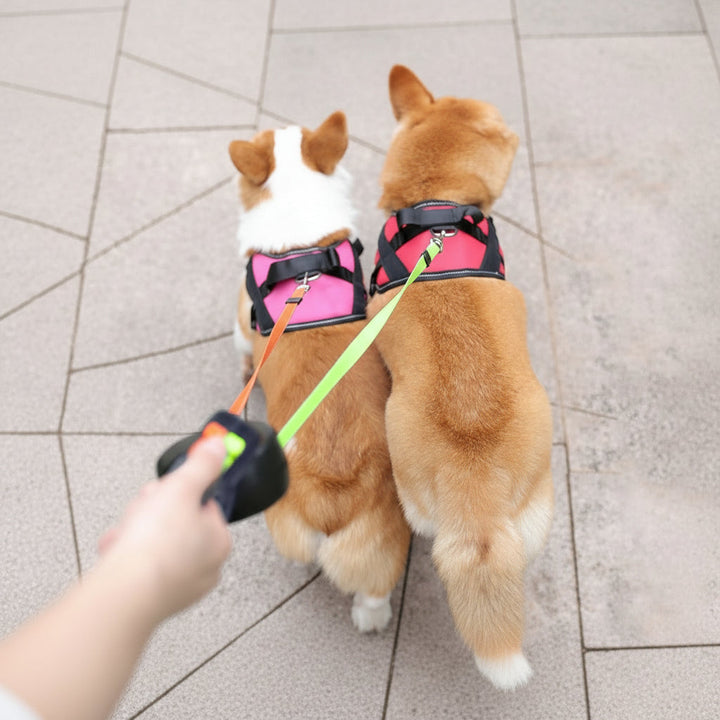 Laisse Rétractable pour Deux Chiens avec Lampe de Poche Intégrée