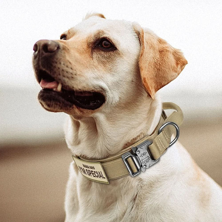 Collier pour Chien Réglable et Durable – Idéal pour l'Entraînement et l'Utilisation Quotidienne